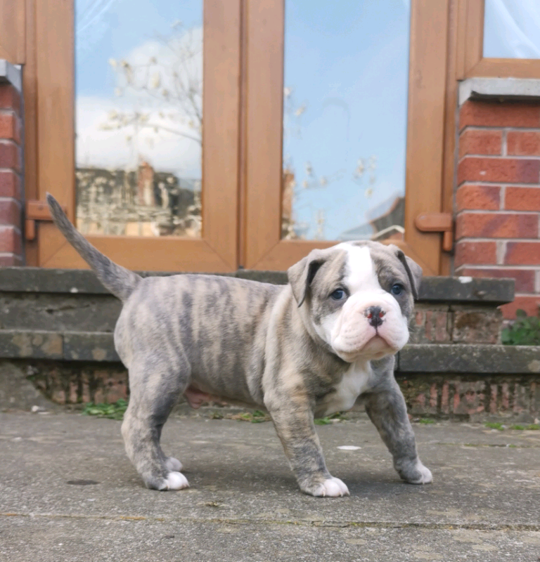 old english bulldog for sale